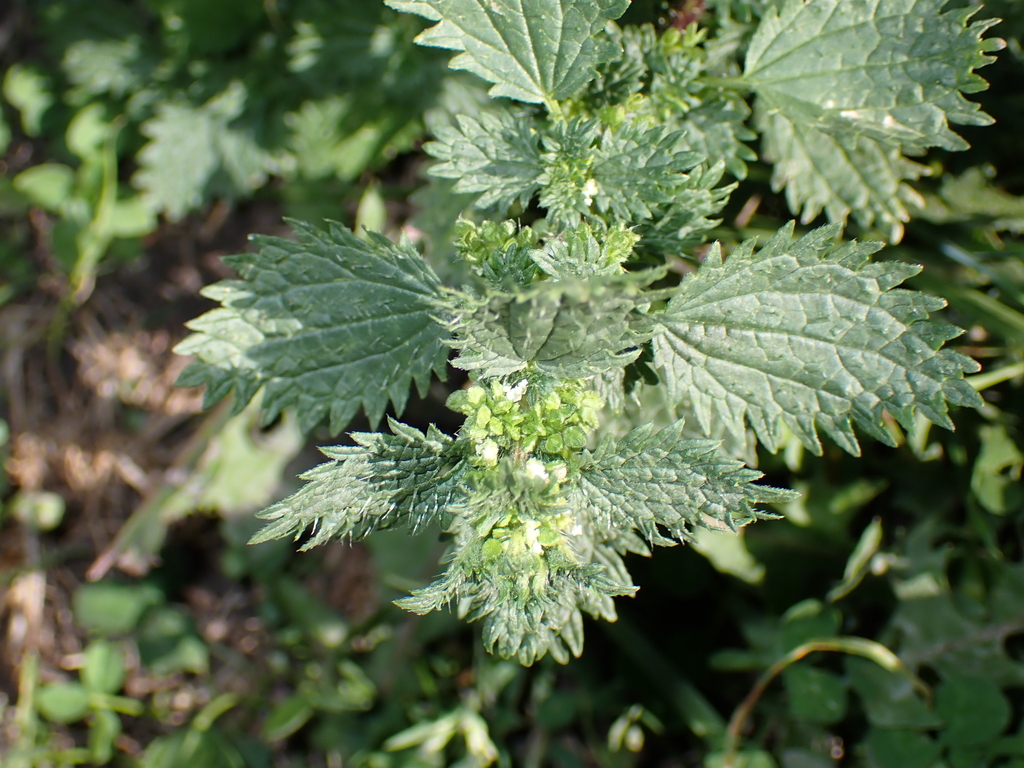 Urtica urens; photograph (c) Zeke Marshall, some rights reserved (CC BY)