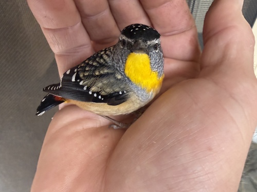 Spotted Pardalote