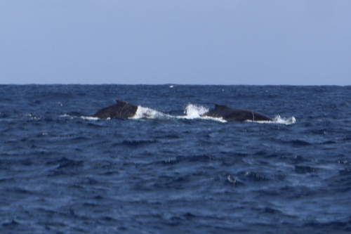 Southern Humpback Whale