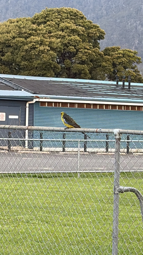 Green Rosella