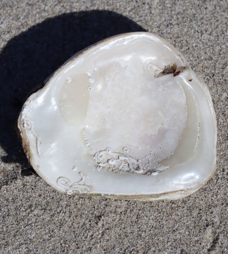 White Rock-clam
