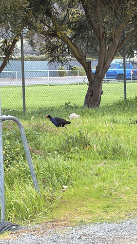 Australasian Swamphen