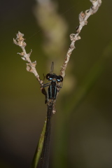 Argentagrion ambiguum