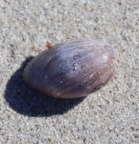 Brown bubble shell