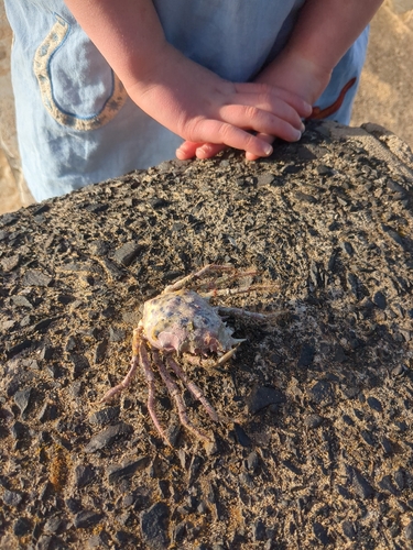 Golden Decorator Crab
