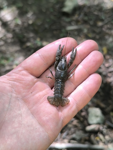 Atlantic Stream Crayfish