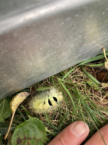 Pale Tussock Moth
