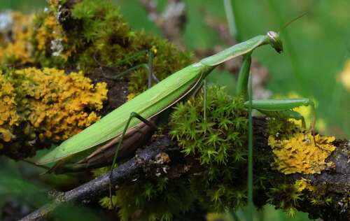European Mantis