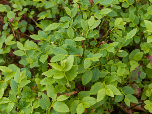 common bilberry
