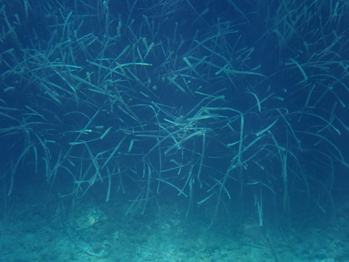 Posidonia oceanica, photograph 5