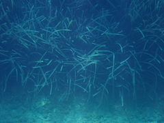 (c) Timon B, some rights reserved (CC BY) Posidonia oceanica, photograph (c) Timon B, some rights reserved (CC BY)