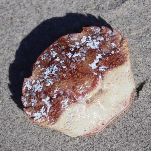 rough rock crab