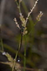 Argentagrion ambiguum