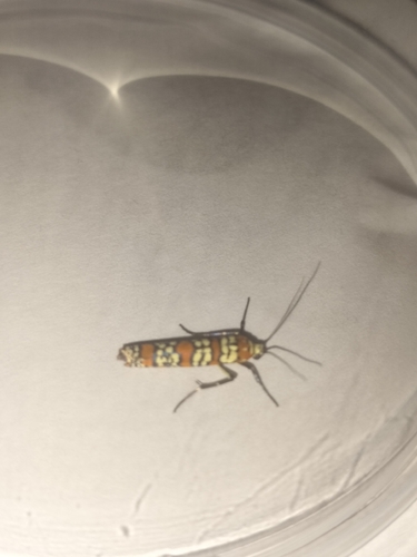 Ailanthus Webworm Moth