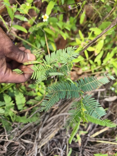 Chamaecrista mimosoides observed 2026-09-21