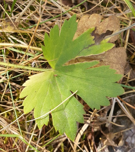 Ranunculus propinquus