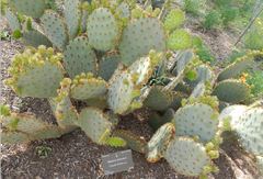 Opuntia aciculata