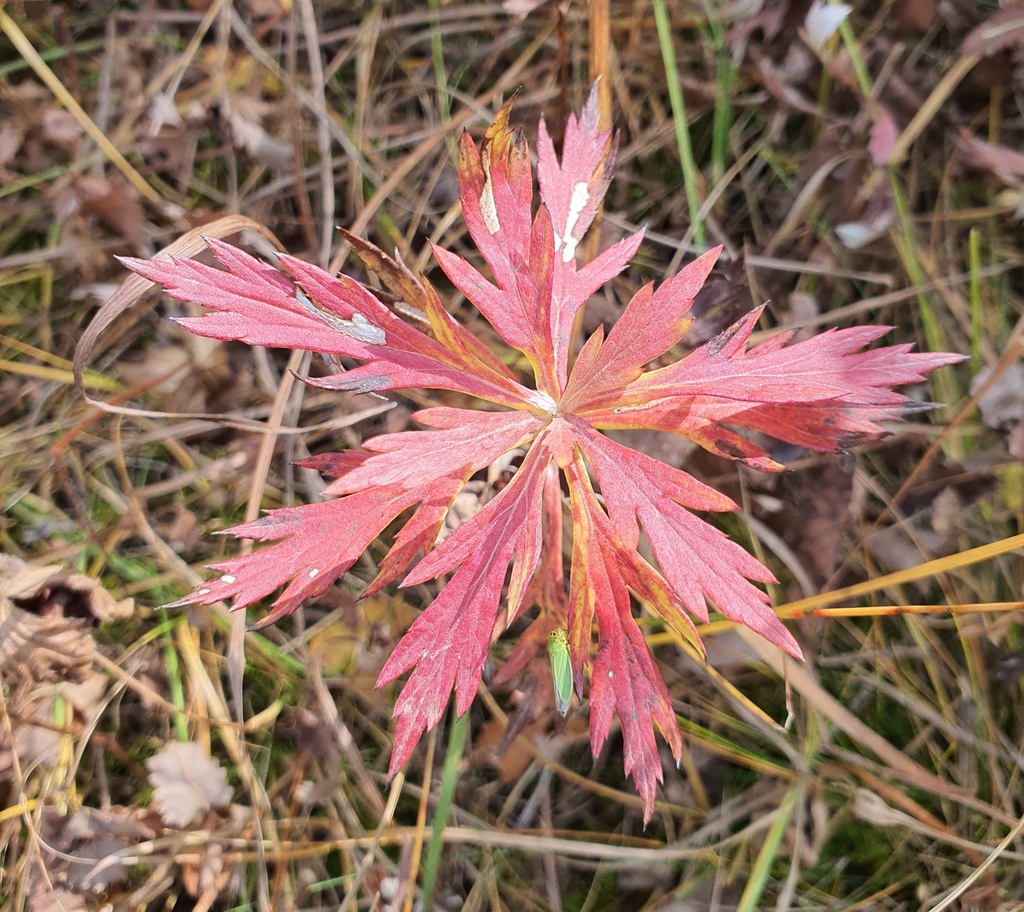 Geranium pseudosibiricum; photograph (c) Urgamal Magsar, some rights reserved (CC BY)