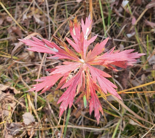 Geranium pseudosibiricum