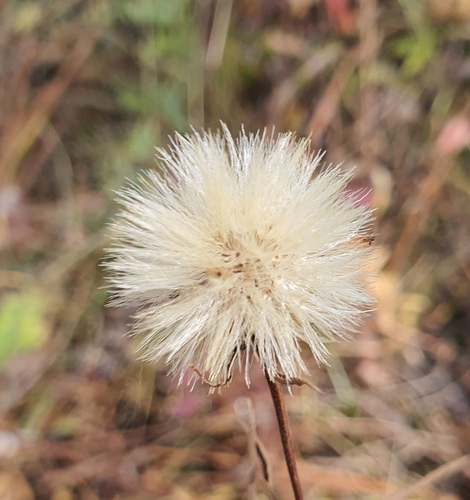 Aster alpinus, photograph 5