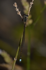 Argentagrion ambiguum