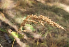 Calamagrostis stricta