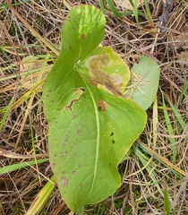 Rumex occidentalis, photograph (c) Urgamal Magsar, some rights reserved (CC BY)