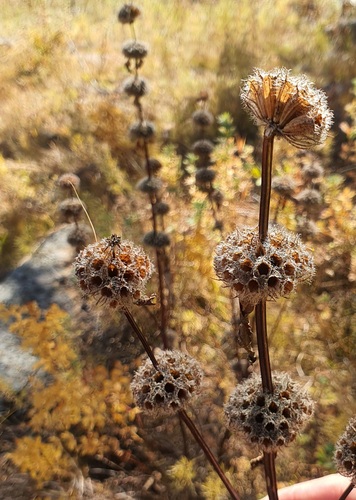 Phlomoides tuberosa, photograph 6