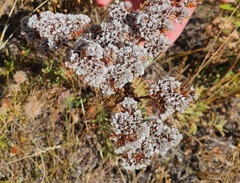 Goniolimon speciosum