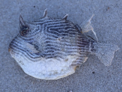 Ornate Cowfish