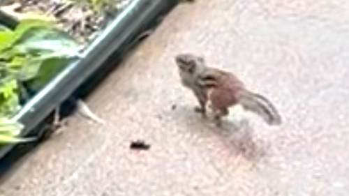 Eastern Chipmunk