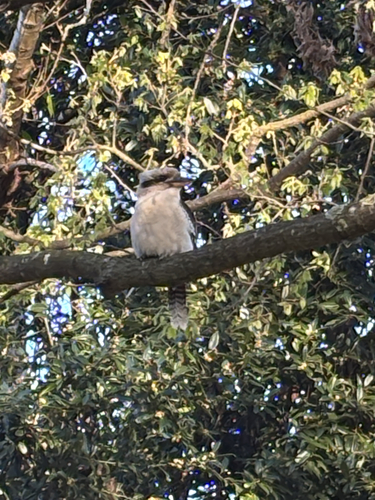 Laughing Kookaburra