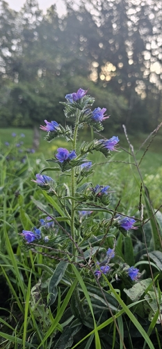 viper's-bugloss