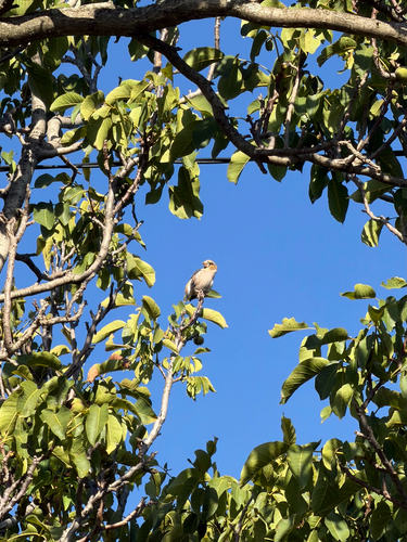 Hawfinch