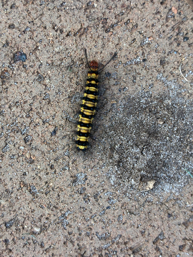 Asian Magpie Moth