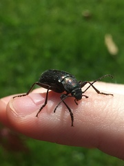 Tarpela micans