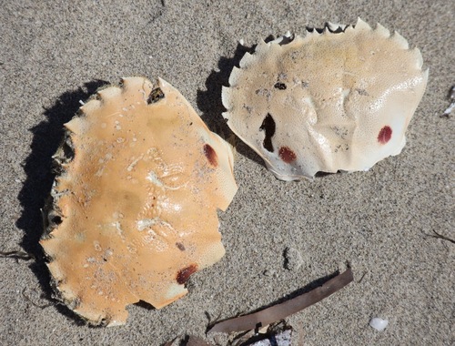 Surf Crab