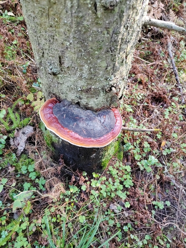 Red-banded Polypore