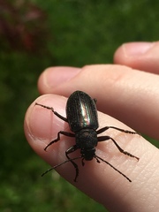 Tarpela micans