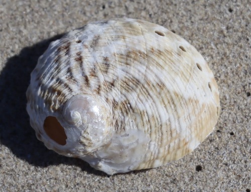 Circular ear shell
