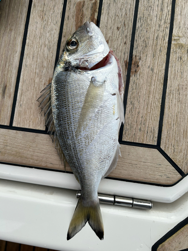 Gilthead Seabream