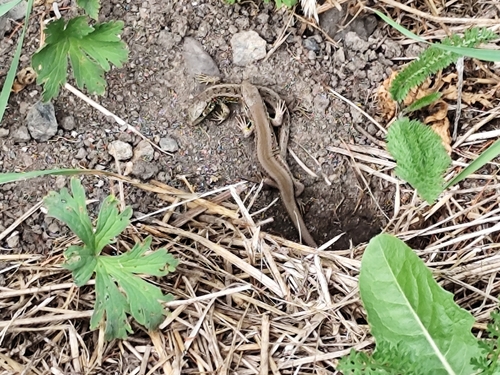 Sand Lizard