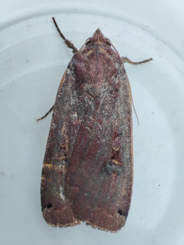 Large Yellow Underwing