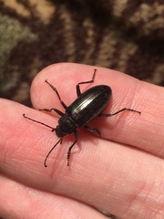 Tarpela micans