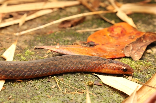 Photo of a Mountain Reed Snake (Oreocalamus hanitschi)