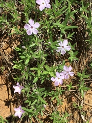 Phlox alyssifolia