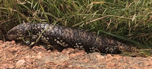 Shingleback