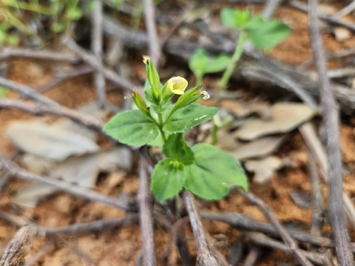 Torenia flava observed 2026-09-21