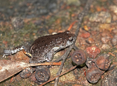 Pseudophryne bibronii