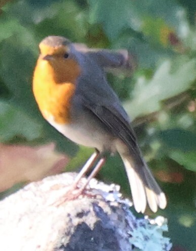 European Robin